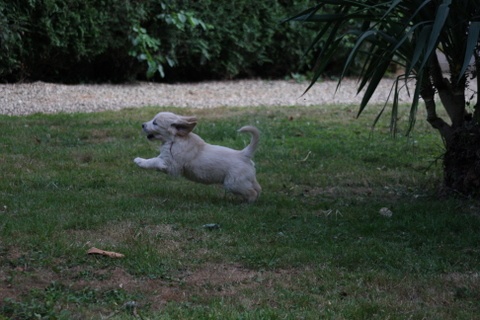 Clos Bago - Golden Retriever - Portée née le 16/05/2009